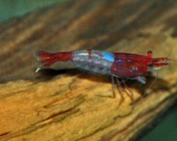 Neocar. Heteropoda Rili Red L