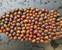 Neritina Vittina Waigiensis S