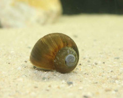 Lanistes Nyassanus L