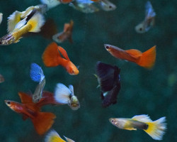 Guppy Maschio Mix German Breed M