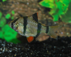 Puntigrus Tetrazona L