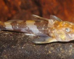 Chiloglanis Cameronensis M