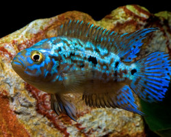 Rocio Octofasciatum "Blue Dempsey" M