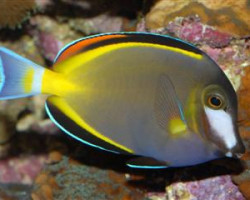 Acanthurus Japonicus L