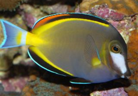 Acanthurus Japonicus L