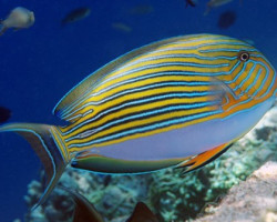 Acanthurus Lineatus Xs