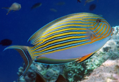 Acanthurus Lineatus Xs