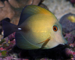Zebrasoma Scopas L