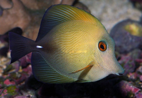 Zebrasoma Scopas L