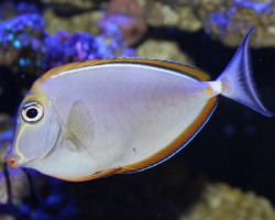 Naso Elegans Xl