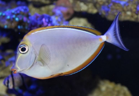 Naso Elegans Xl