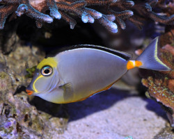 Naso Lituratus Xl
