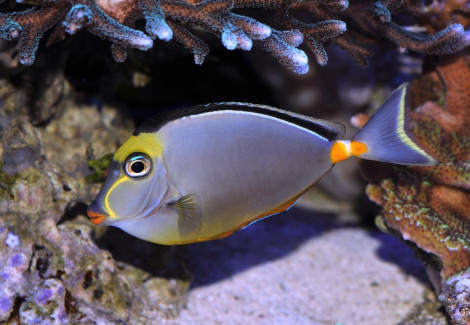 Naso Lituratus Xl