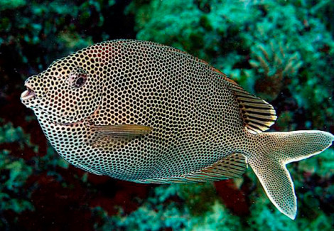 Siganus Stellatus S