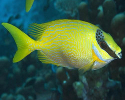 Siganus Puellus S