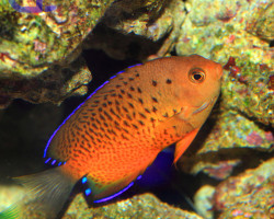 Centropyge Ferrugata M