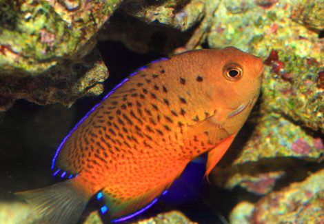 Centropyge Ferrugata M