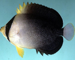 Chaetodontoplus Mesoleucus L