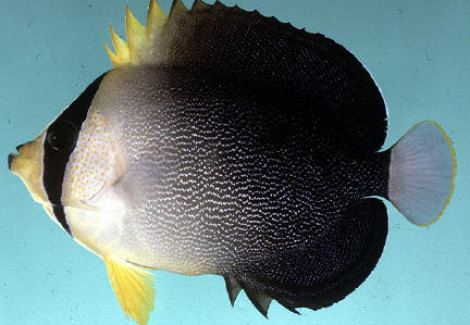 Chaetodontoplus Mesoleucus L