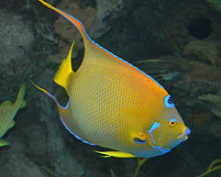 Holacanthus Ciliaris  S