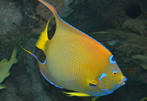 Holacanthus Ciliaris  S