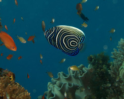 Pomacanthus Imperator (J) Xs