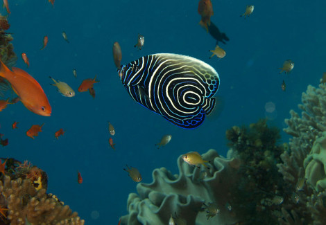 Pomacanthus Imperator (J) Xs