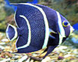 Pomacanthus Arcuatus S