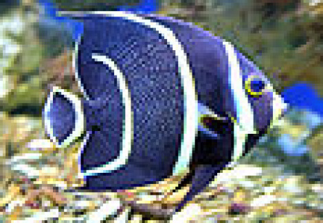 Pomacanthus Arcuatus S