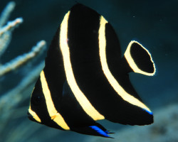 Pomacanthus Paru 5 Cm Juv