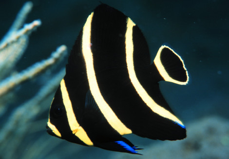 Pomacanthus Paru 5 Cm Juv