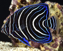 Pomacanthus Semicirculatus J Tiny Xs