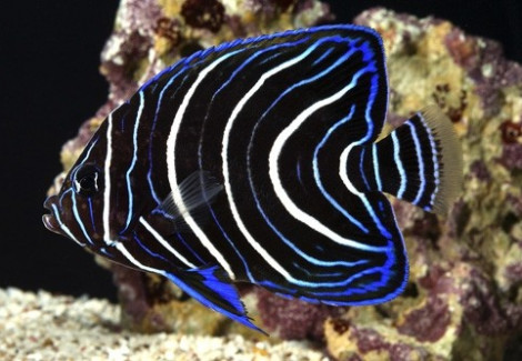 Pomacanthus Semicirculatus J Tiny Xs