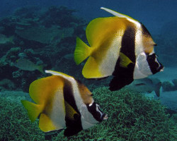 Heniochus Monoceros S