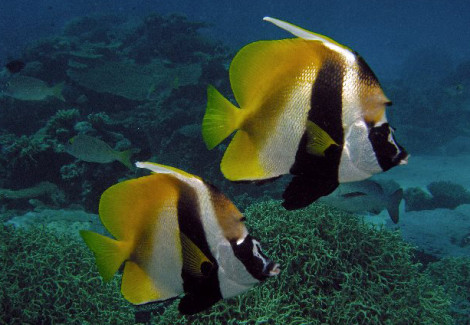 Heniochus Monoceros S