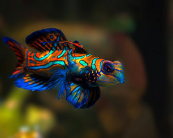 Pterosynchiropus Splendidus L