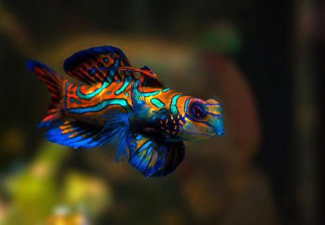 Pterosynchiropus Splendidus L