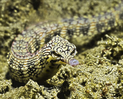 Corythoichthys Intestinalis M