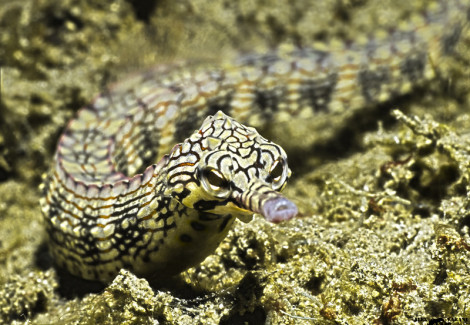 Corythoichthys Intestinalis M