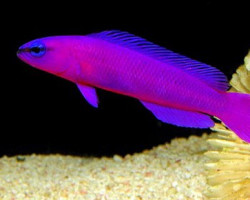 Pseudochromis Fridmani S