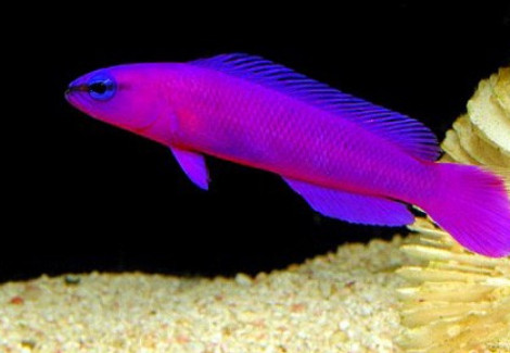 Pseudochromis Fridmani S