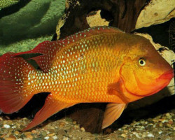 Mesoheros Festae S/M