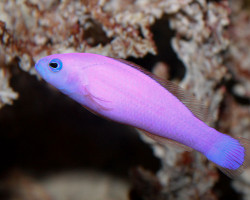 Pictichromis Porphyrea M