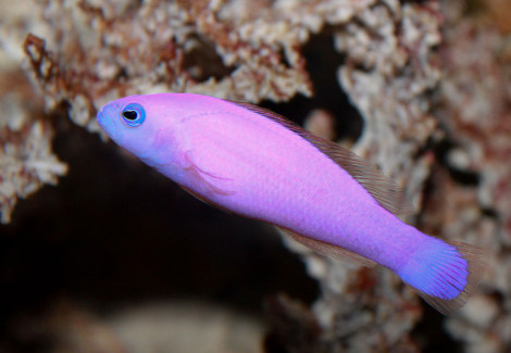 Pictichromis Porphyrea M