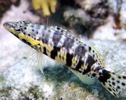 Serranus Tigrinus