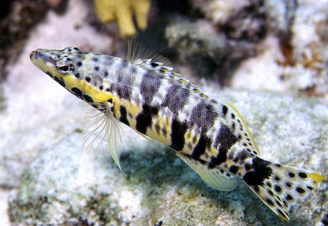 Serranus Tigrinus