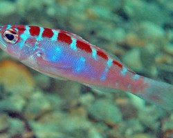 Serranus Tortugarum M