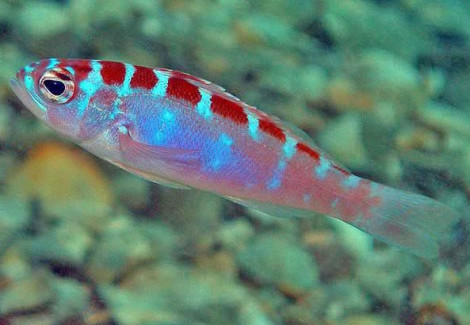 Serranus Tortugarum M