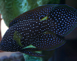 Calloplesiops Altivelis M