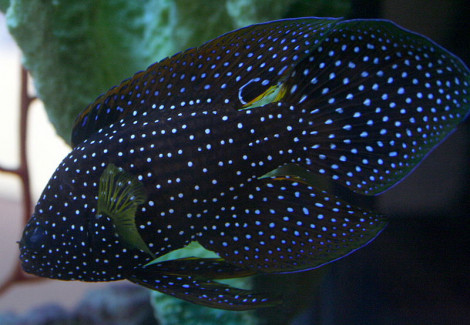 Calloplesiops Altivelis M
